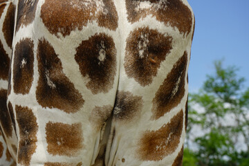 close up of skin giraffe