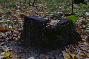 Obraz premium a close up of an old Stump in Autumn Woods