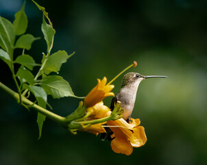 hummingbird on flower © Christopher