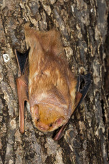 Eastern Red Bat taken in southern MN under controlled conditions