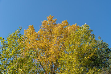 Tops of poplar trees with yellow leaves in autumn. Branches with leaf in autumn colors on the...