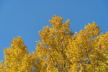 Tops of poplar trees with yellow leaves in autumn. Branches with leaf in autumn colors on the...