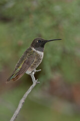 Fototapeta premium Black-chinned Hummingbird male Taken in SE Arizona