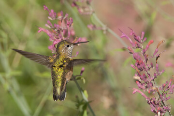 Caliope Hummingbird in flight taken in SE Arizona