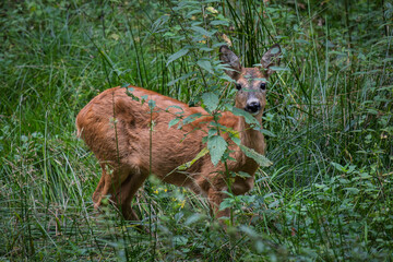 deer in the woods