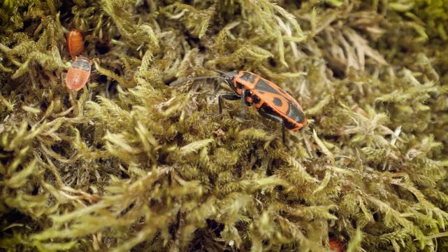 Close-up of the firebug (Pyrrhocoris apterus) in its natural habitat.