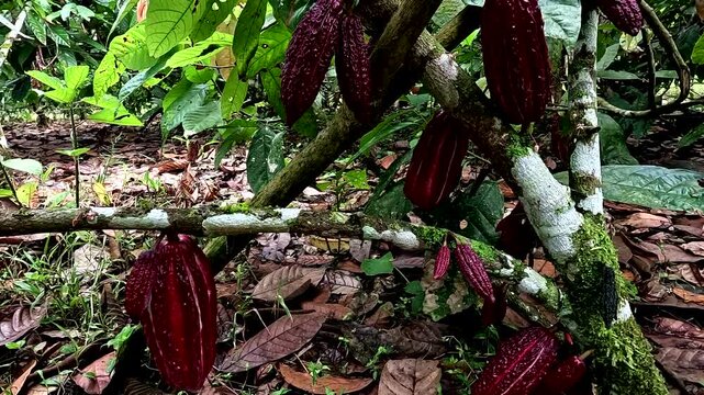 Close up of a beautiful cacao tree with many red or purple cacao pods growing on the tree, tree is most likely of Trinitario or CCN-51 breed