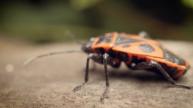  Extreme close-up of the firebug (Pyrrhocoris apterus), a common insect in the family Pyrrhocoridae.