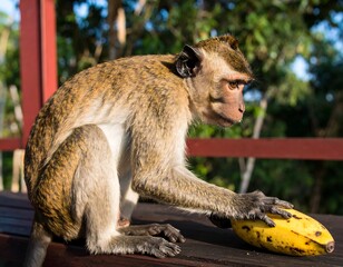 Monkey eating banana