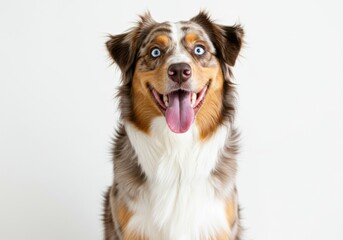 Happy australian shepherd dog with bright blue eyes, isolated on white background