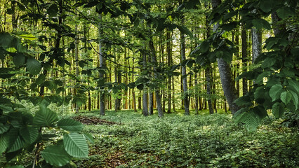 Forest landscape with fresh green spring foliage