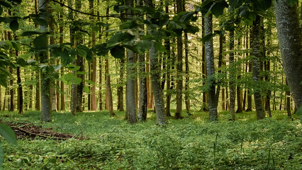 Forest landscape with fresh green spring foliage