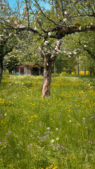 Ecological garden with old cabin and old fruit trees