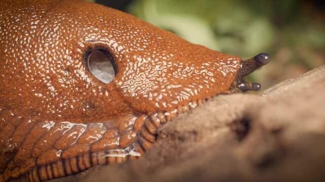 Close-up of the red slug (Arion rufus) with a pneumostome, the breathing pore located on the right side of its mantle.
