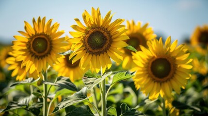 Fototapeta premium Sunflowers in Summer: Bright Blooms Under the Sun
