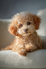Adorable apricot puppy portrait with soft, curly fur and captivating eyes, resting on a textured surface