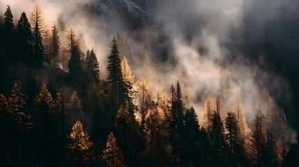 Obraz premium A misty mountainside is illuminated by golden sunlight, highlighting the tall evergreens in a tranquil, autumnal scene.