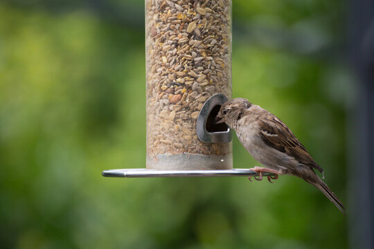 Spatz an der Futters&auml;ule