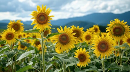 Obraz premium Sunflowers in Summer: Bright Blooms Under the Sun