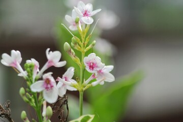pink magnolia flowers