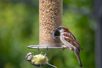 Haussperling (Passer domesticus).