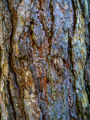 bark of a tree