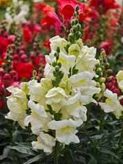 Delicate white snapdragon flowers bloom vibrantly in a garden setting