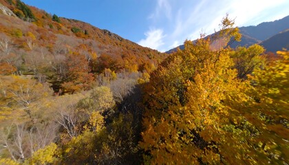 Autumnal forest valley vista