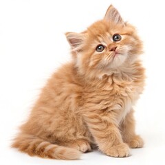 Fluffy ginger kitten sitting and looking at camera, isolated on white background