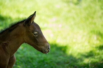 Dark brown newborn foal against green meadow background