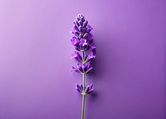 Fototapeta premium Lavender Flower on Lavender Color Flat Background