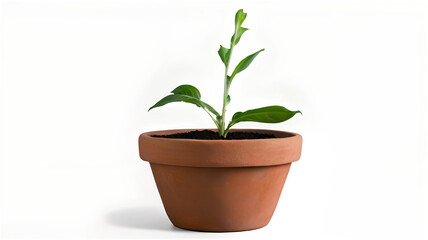 Fototapeta premium plant in pot