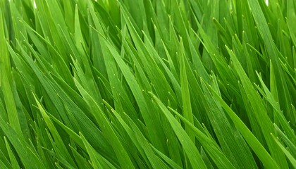 Fototapeta premium Close-up vibrant green grass