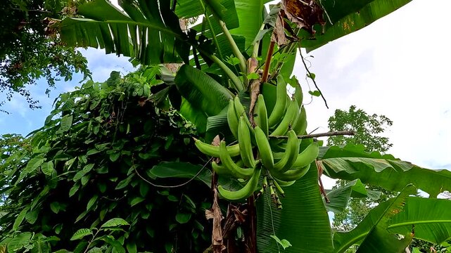 Close up of a unripe plantain bunch, growing on a tall banana tree, plantain is also called banana, verde o platano locally, beautiful tropical background