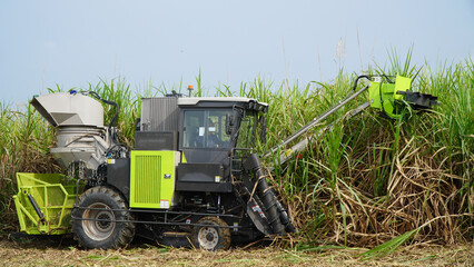 Obraz premium Sugarcane Harvester Machine Cutting and Harvesting Sugarcane in Plantation Field