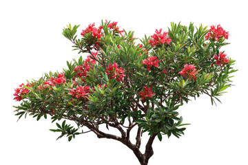 Lush flowering shrub with vibrant red blossoms and green foliage against a black background