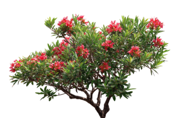 Lush flowering shrub with vibrant red blossoms and green foliage against a black background