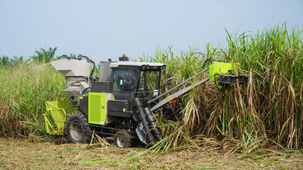Sugarcane Harvester Machine Cutting and Harvesting Sugarcane in Plantation Field