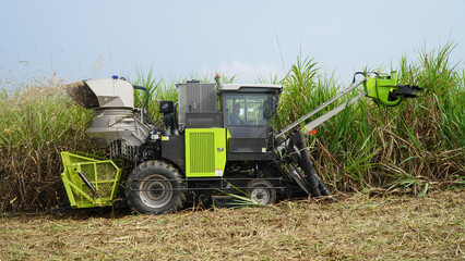 Fototapeta premium Sugarcane Harvester Machine Cutting and Harvesting Sugarcane in Plantation Field