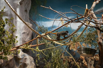 Emperor tamarin monkey walking on rope in zoo enclosure with branches and feeder