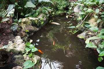 Small pond with goldfish and tropical plants