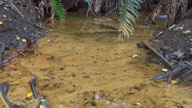 A mineral stream on the slope of the volcano with an abundance of iron oxide (iron deposits). The plants are covered with colored salt. Sulawesi Island. Indonesia