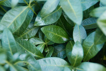 Fototapeta premium close up view of green leaves