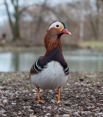 Munich, Germany - 12 February 2024 - Male mandarin duck in the English Garden in Munich, Germany.