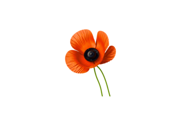 Commemoration isolated on white background png