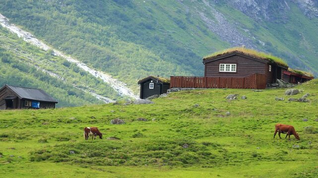 Dairy cows roaming up in the mountain seter area with small farm house