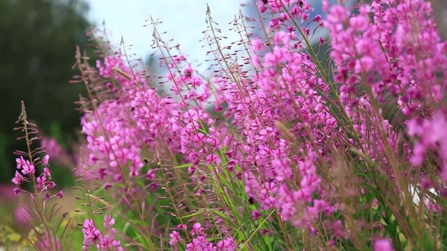 honey bees flying between the fireweed pink flowers, Norway