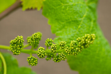 Young green grapevine blossoming in spring, growing grapes