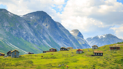 panoramic view of diary farm, seter area up in the nordic rocky mountain with cows and green sheet...