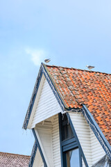 two seagulls standing on the roof top of the old house in Stavanger, Norway, summer holiday
